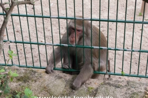 zoo (3) zoo (3)