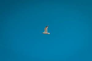 DSC_7308