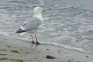 1595